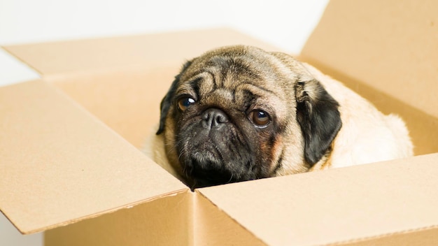 Cute pug with blue eyes in carton box Dog white in cardboard box on white background The concept of moving and delivery