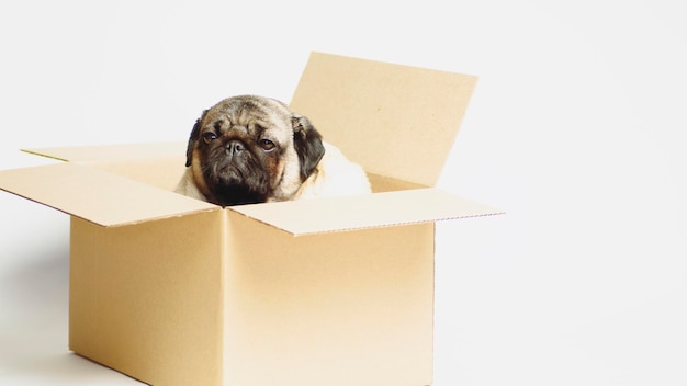 Cute pug with blue eyes in carton box Dog white in cardboard box on white background The concept of moving and delivery