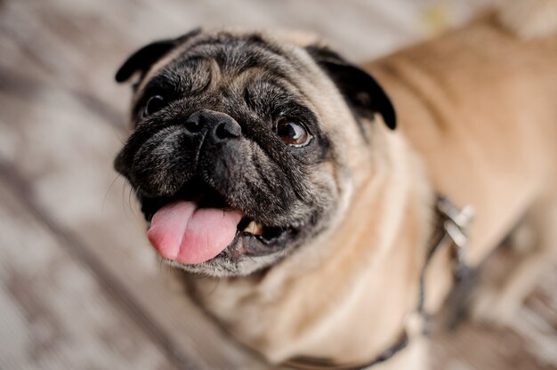 Cute pug with opened mouth and long tongue in collar sitting