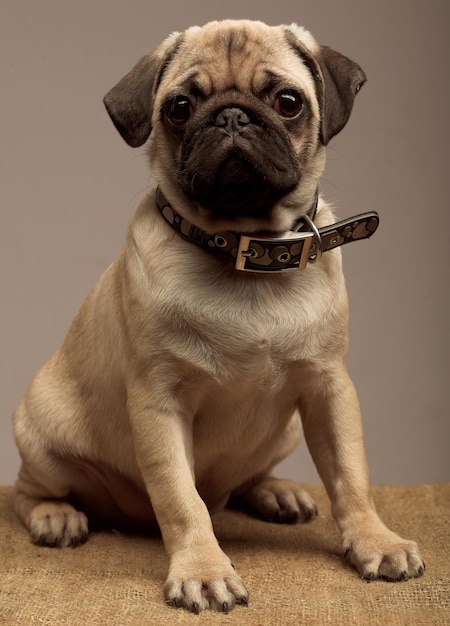 Photo cute pug