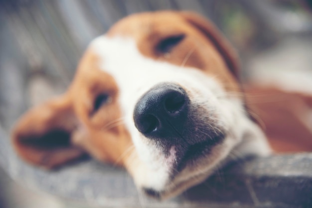 かわいい子犬犬は眠いです。