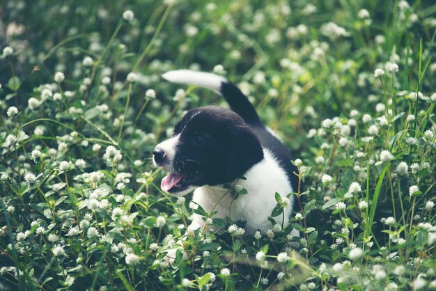 Cute puppies dog running in the meadow.