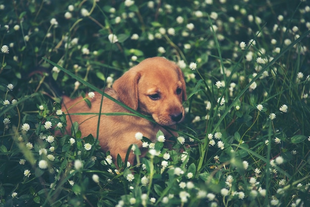 牧草地で走っているかわいい子犬犬。