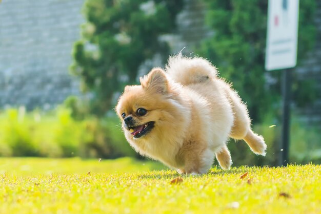 귀여운 강아지 포메라니안 혼합 품종 Pekingese 개는 행복과 잔디에서 실행