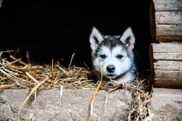 Cute puppy alaskan malamute run on grass garden