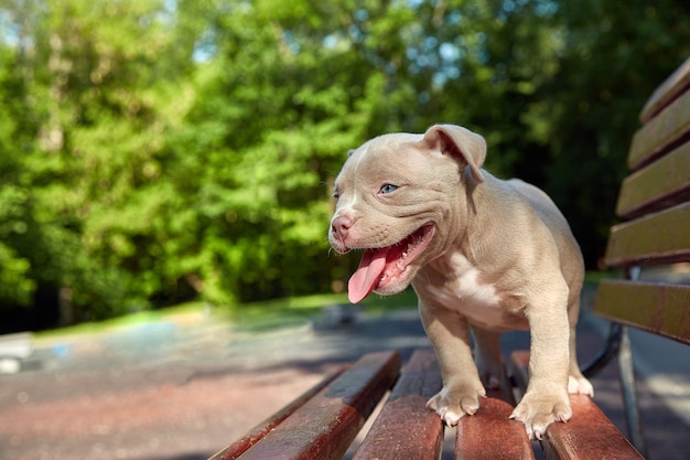 Cute puppy American Bulli sits on a wooden bench in flowering beautiful multi-colored trees in the spring in the park.