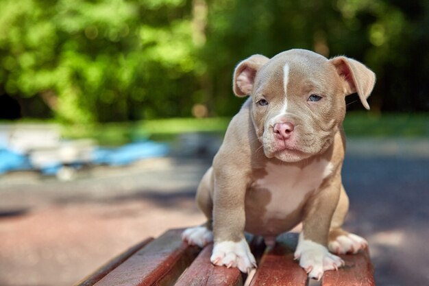 Cute puppy American Bulli sits on a wooden bench in flowering beautiful multi-colored trees in the spring in the park.