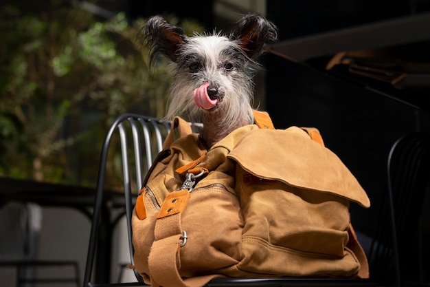 Photo cute  puppy in bag outdoors