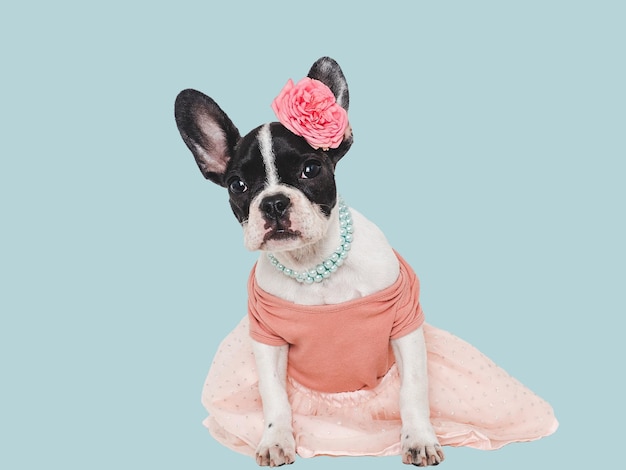 Cute puppy beads red tshirt and dress Studio shot Isolated background Clear sunny day Closeup indoors Day light Concept of care education obedience training and raising pets