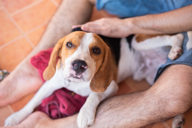 Cute puppy beagle playing with his owner