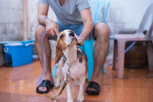 かわいい子犬ビーグルはシャワーを浴びる