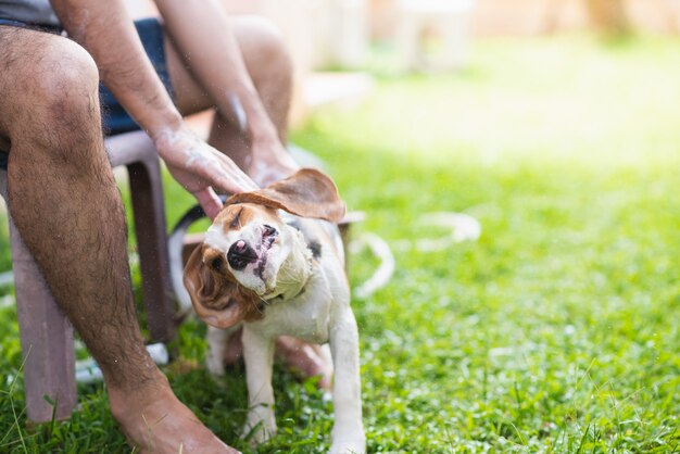 Cute puppy beagle taking a shower