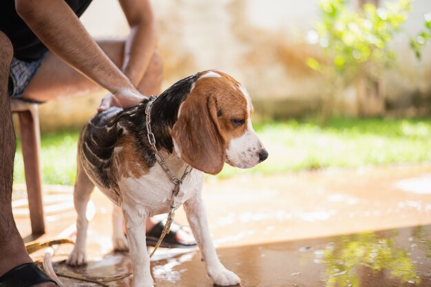 かわいい子犬ビーグルがシャワーを浴びる