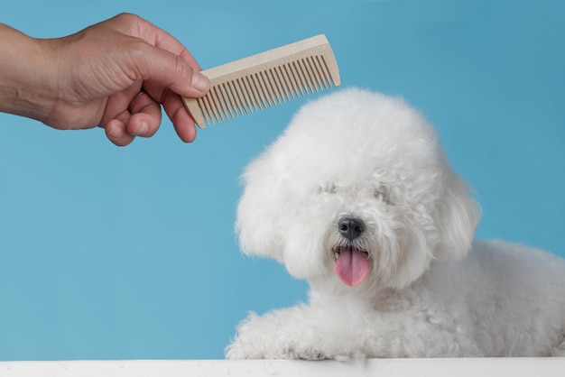 Cute puppy being combed in the grooming salon pet care concept