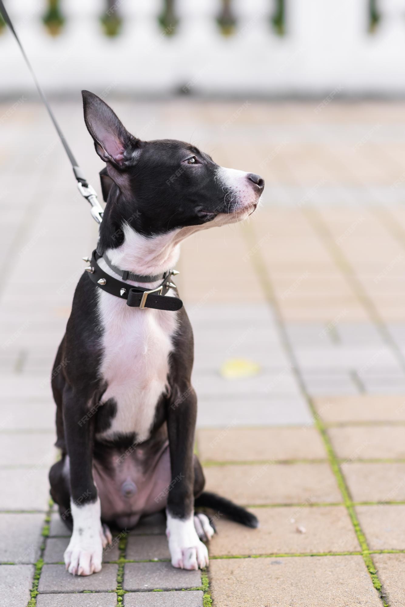Premium Photo | Cute Puppy In Black And White In A Collar With Spikes  Sitting Looking Away Dog Mix Staffordshire Terrier And Pit Bull Terrier