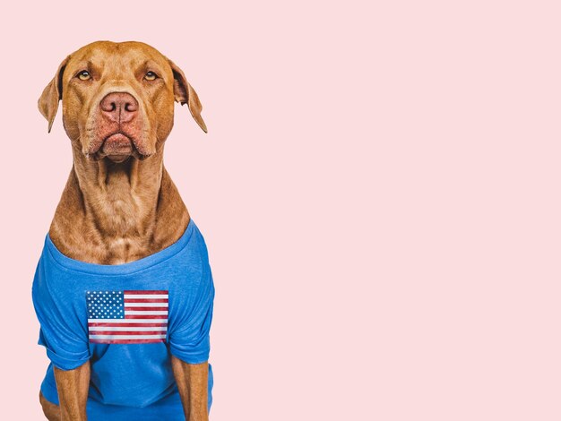 アメリカ国旗の付いた青いシャツを着たかわいい子犬