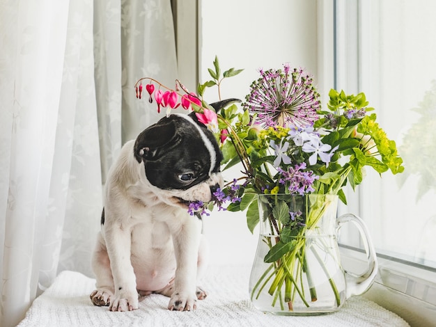 Cute puppy and a bouquet of bright flowers on the windowsill in the rays of sunlight Studio shot Clear sunny day Closeup indoors Day light Concept of care and training pets