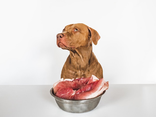 Cute puppy and a bowl of fresh meat