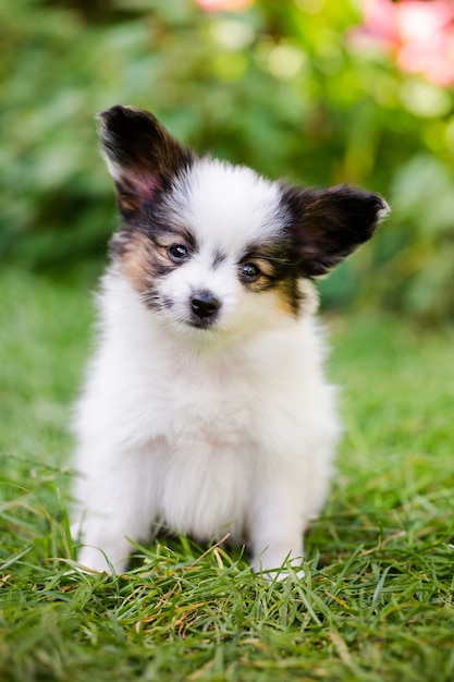 庭の緑の芝生の上の品種パピヨンのかわいい子犬