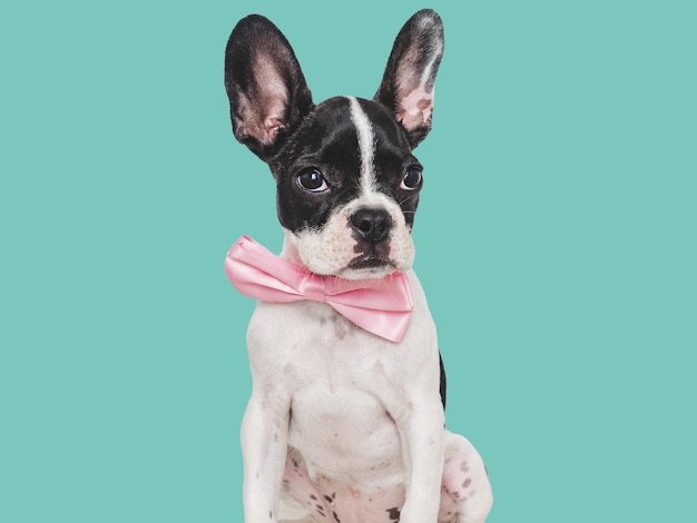 Cute puppy and bright bow tie Closeup indoors Concept of beauty and fashion Studio photo isolated background Pets care