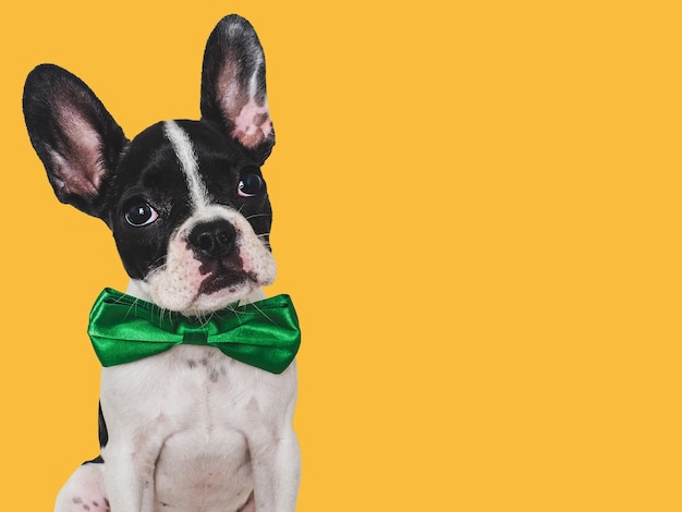 Cute puppy and bright bow tie Closeup indoors Concept of beauty and fashion Studio photo isolated background Pets care