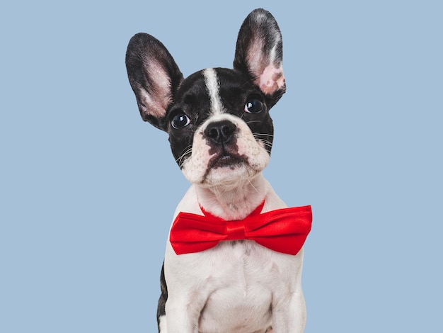 Photo cute puppy and bright bow tie closeup indoors concept of beauty and fashion studio photo isolated background pets care