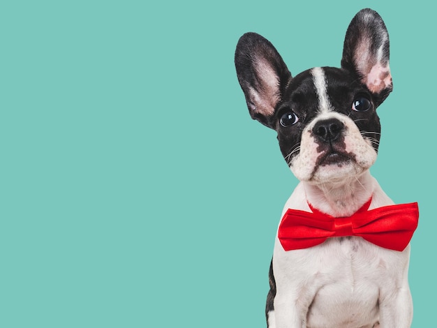 Cute puppy and bright bow tie Closeup indoors