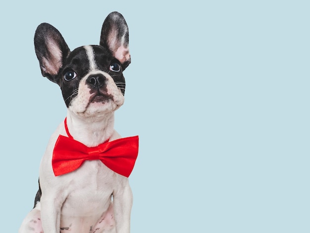 Cute puppy and bright bow tie Closeup indoors