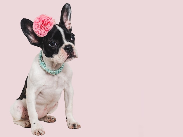 Cute puppy and bright flower Closeup indoors Studio shot Congratulations for family relatives loved ones friends and colleagues Pets care concept