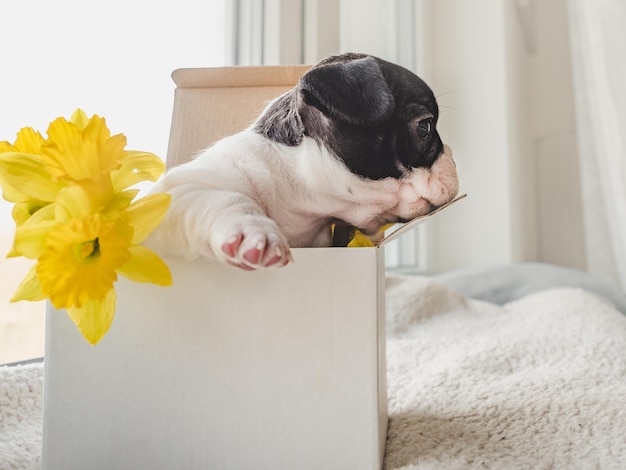 Cute puppy bright flowers and a paper box