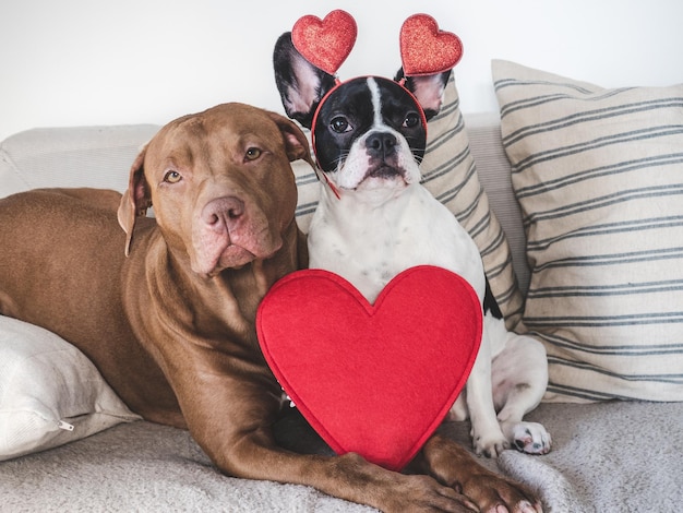 Cute puppy brown dog and red heart