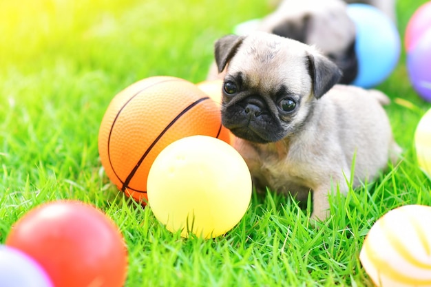 Photo cute puppy brown pug with colorful ball in green lawn