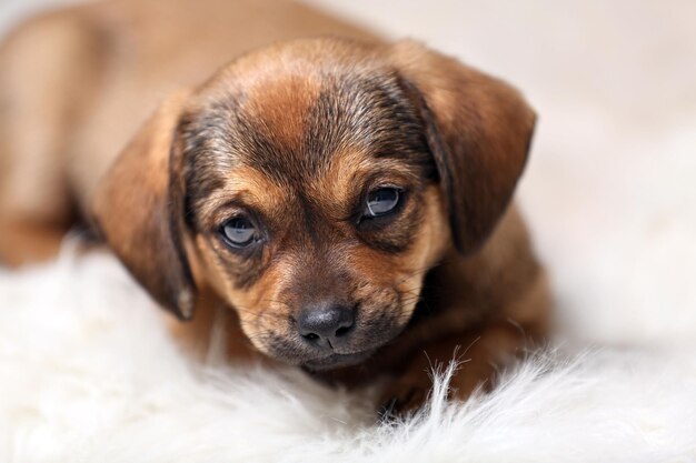 Photo cute puppy on carpet at home