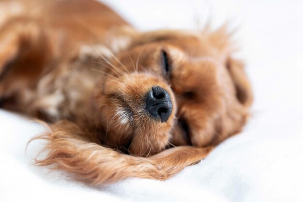 Cute puppy of cavalier spaniel sleepeing