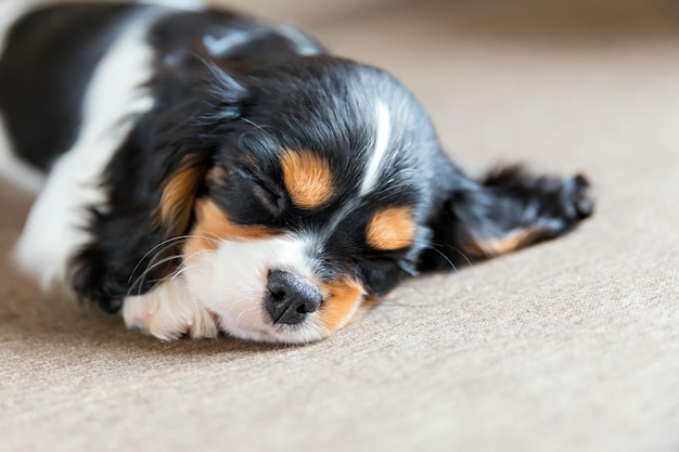 Simpatico cucciolo di cavalier spaniel che dorme su un divano