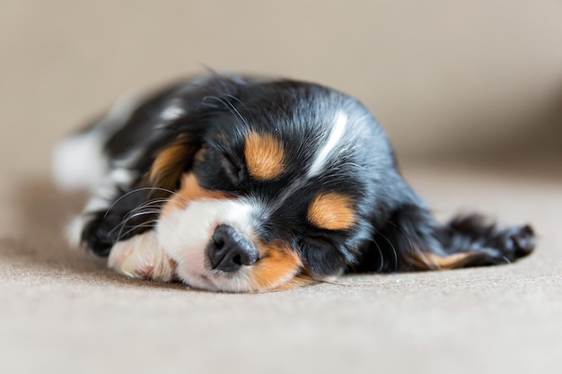 ソファで寝ているキャバリア・スパニエルのかわいい子犬