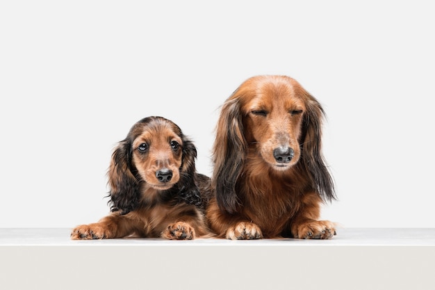 Cute puppy dachshund dog posing isolated over white wall
