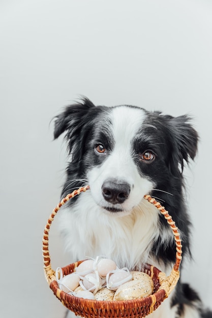 Cute puppy dog border collie holding basket with Easter colorful eggs in mouth isolated on white background