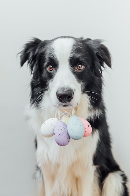 Carino cucciolo di cane border collie tenendo le uova colorate di pasqua in bocca isolato su bianco