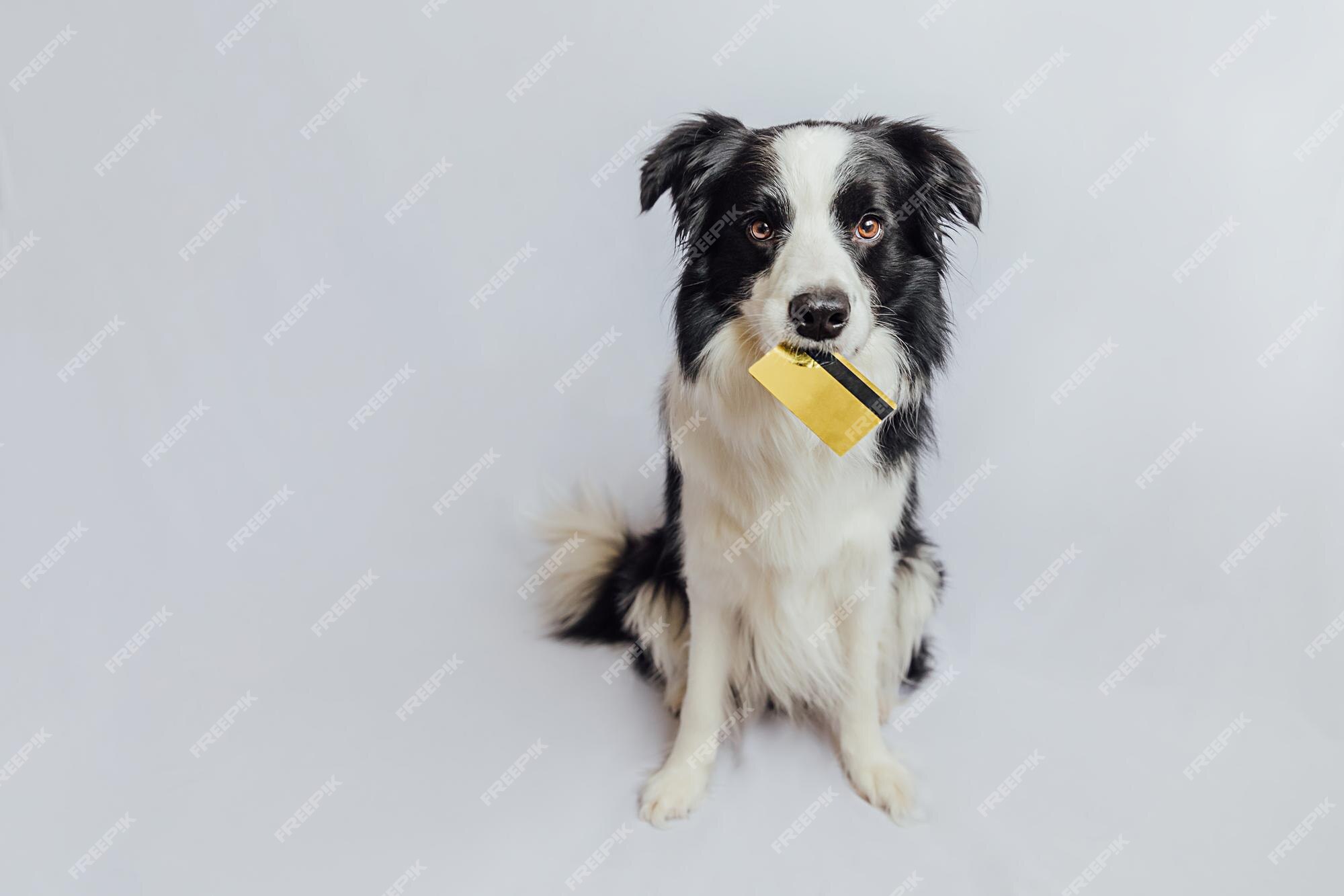 Premium Photo | Cute puppy dog border collie holding gold bank credit card  in mouth isolated on white background little dog with puppy eyes funny face  waiting online sale shopping investment banking