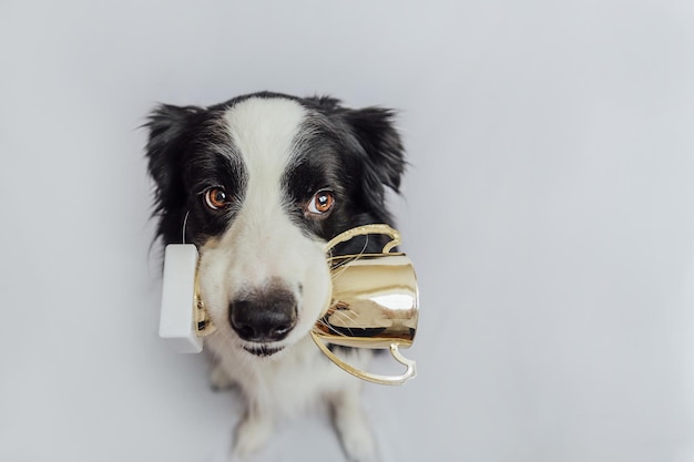 Cute puppy dog border collie holding gold champion trophy cup\
in mouth isolated on white background winner champion funny dog\
victory first place of competition winning or success concept