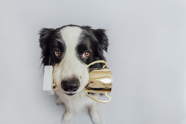 白い背景で隔離の口の中でゴールドチャンピオンのトロフィーカップを保持しているかわいい子犬の犬のボーダーコリー勝者チャンピオン面白い犬勝利競争の最初の場所勝利または成功の概念