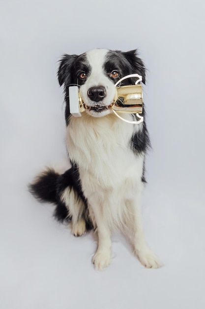 Cute puppy dog border collie holding gold champion trophy cup in mouth isolated on white background