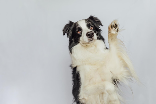 Cute puppy dog border collie with funny face isolated on white background cute pet dog pet animal li