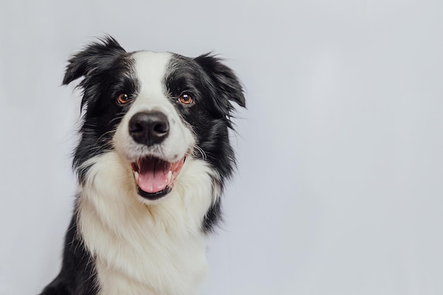 Милый щенок бордер-колли с забавным лицом на белом фоне с копировальным пространством Домашняя собака смотрит в камеру, вид спереди, портрет одного животного.