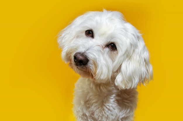 Cute puppy dog tilting head side. Isolated