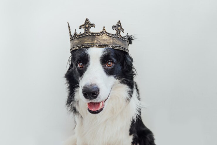 白で隔離の王冠を身に着けている変な顔のボーダーコリーとかわいい子犬犬