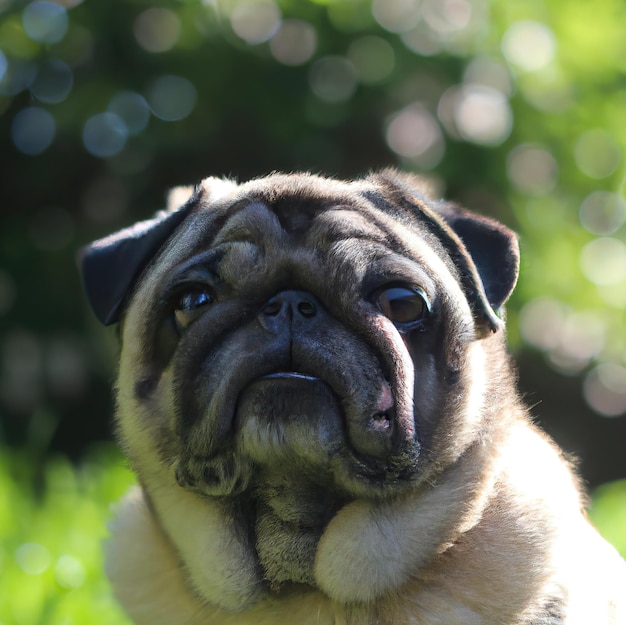 緑の草の背景のボケ味を持つかわいい子犬犬 プレミアム写真