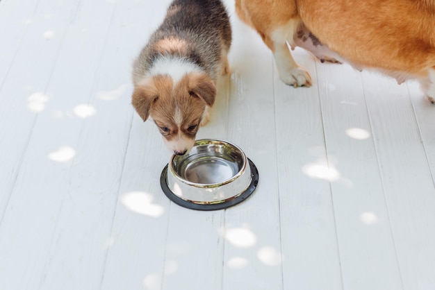 Cute puppy drinking water from silver pet bowl on wooden construction