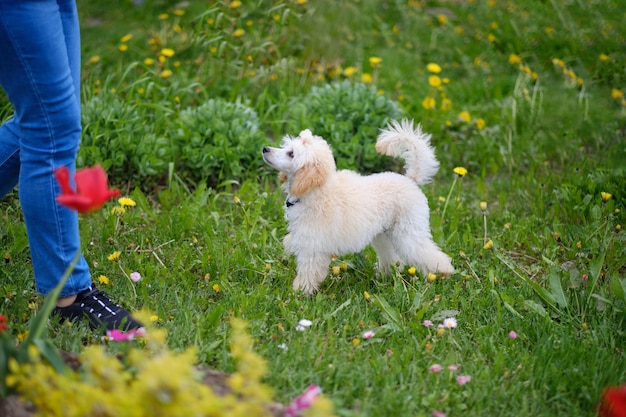 Cute puppy of a dwarf poodle of light apricot color on green grass Age four months